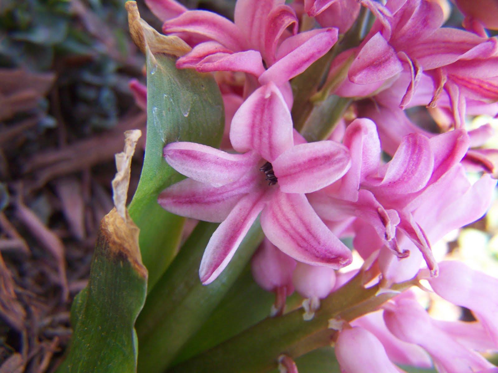 Gardening and Flowers Pink Hyacinth Flower