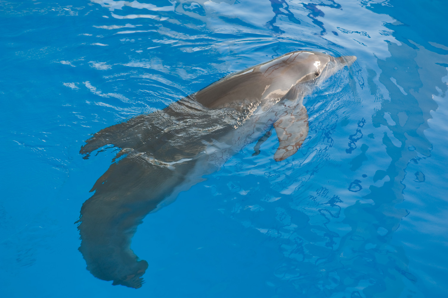 winter the dolphin winter the dolphin