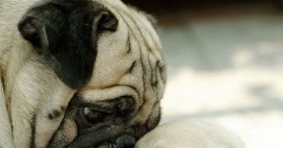 average pug size average litter size of pugs many average pug size average litter size of pugs many