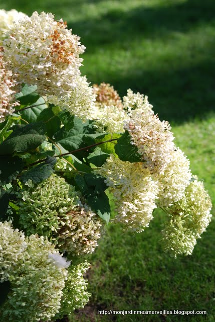 20 Graines De Buisson De Papillons Colores Buddleia Fleur Parfumee