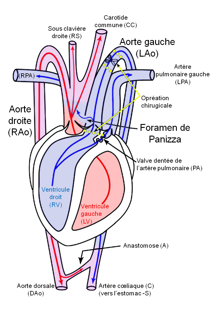 Le Blog De M Colin Je Veux Un Cœur De Crocodile
