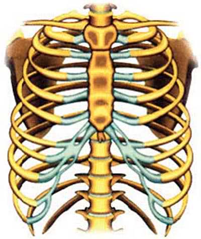 Wen S Twentyone Alasan Wanita Tercipta Dari Tulang Rusuk Pria Wen S Twentyone Alasan Wanita Tercipta Dari Tulang Rusuk Pria
