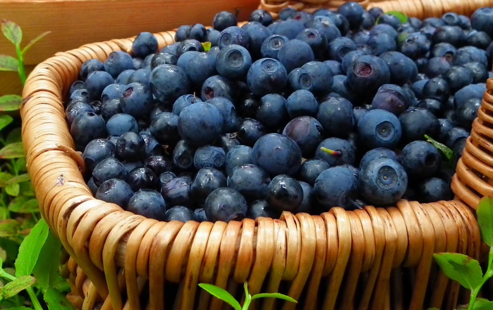 IKARIA Where You Buy New Zealand Health Supplement From