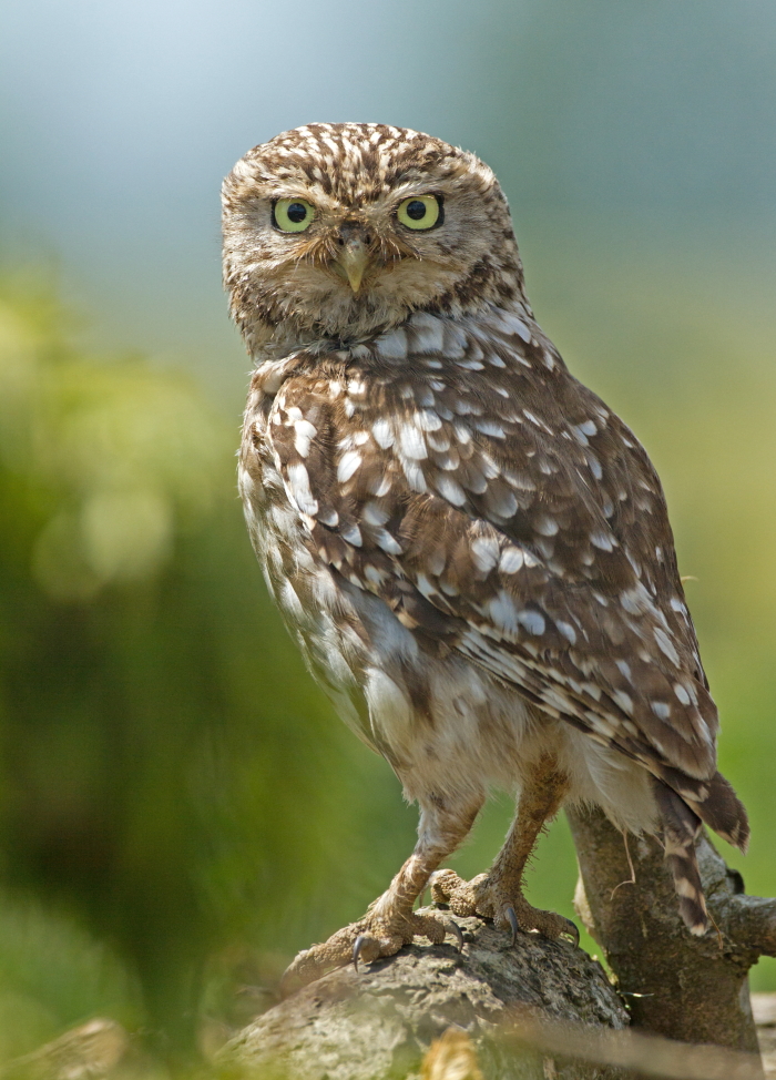 owls about that then! Local Owls and Scotland.....