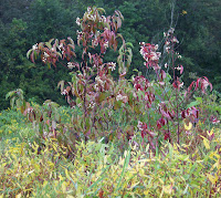 Grey Dogwood with fruit