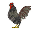 Rooster2