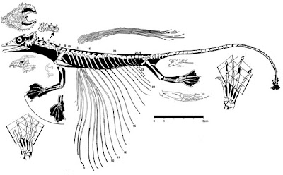 Coelurosauravus anatomia interna