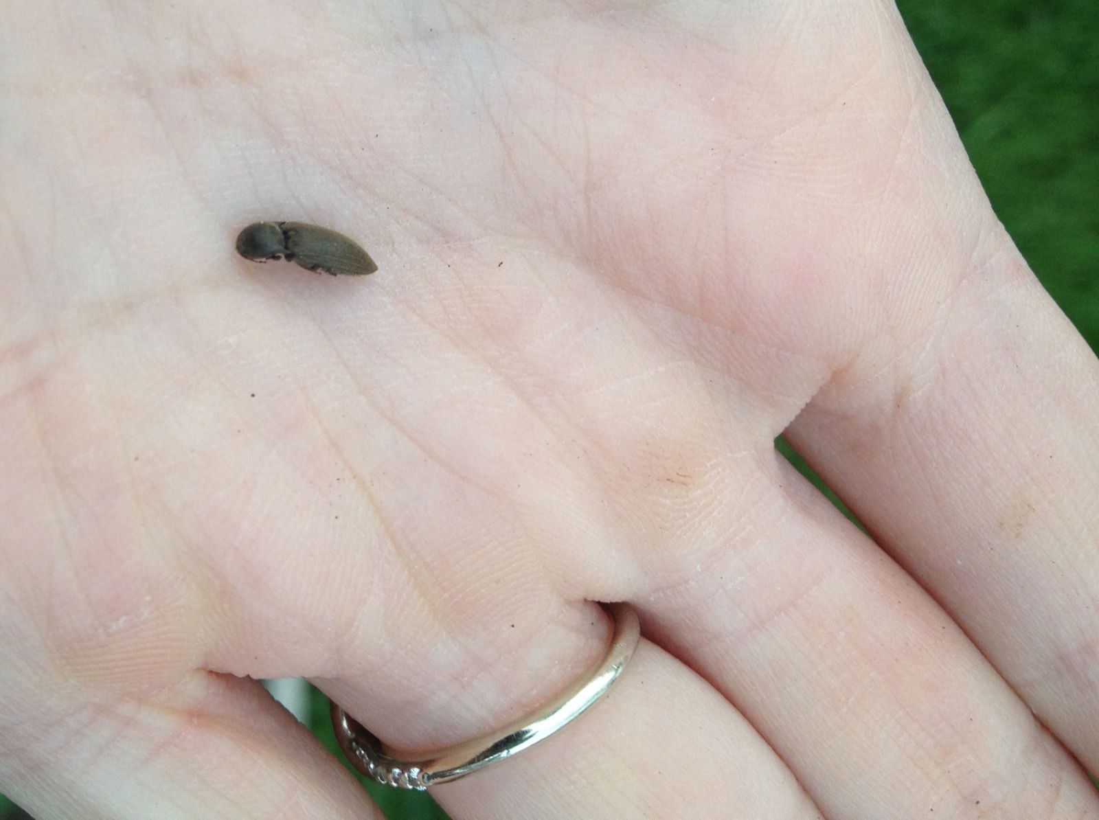 Gardens + Insects Ants on Radishes