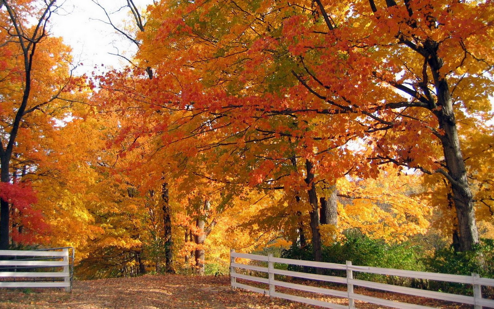 http://2.bp.blogspot.com/-_YioBWZVlFg/TcYsMBSBZ1I/AAAAAAAAKuw/9xHQyK4syHw/s1600/2-Forrest.jpg