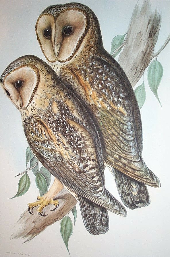 Vintage Owl Art 28