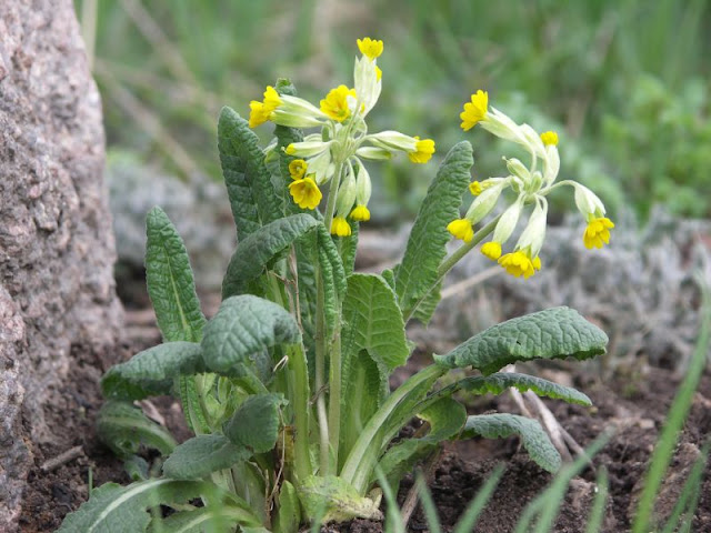 [Bild: Primula_veris_20130428.jpg]