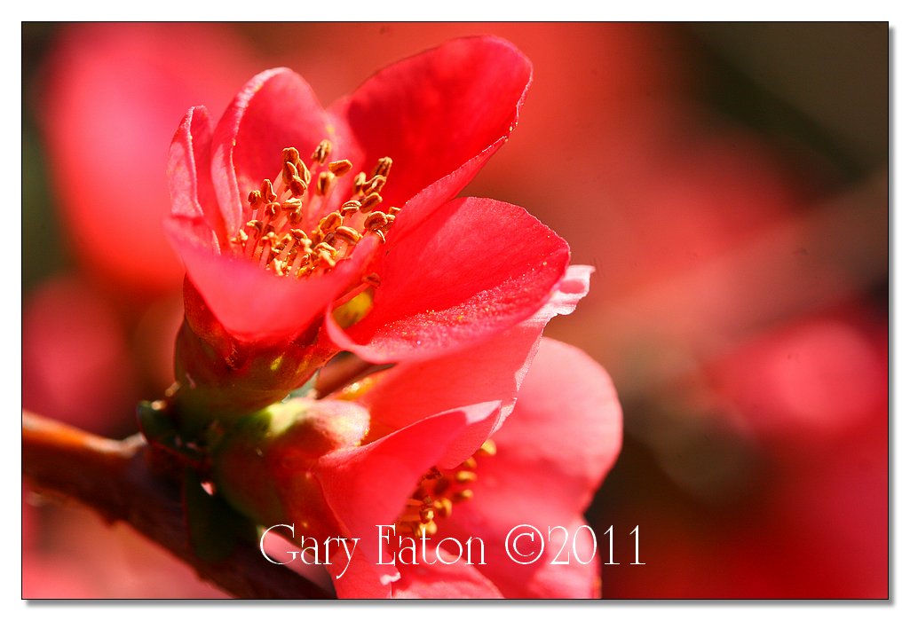 IMAGE: http://2.bp.blogspot.com/-__IQRsCU8cU/TWVtc52b1FI/AAAAAAAAFG8/OYor8oc7_Lo/s1600/IMG_4955.jpg