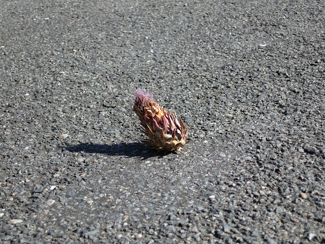 The fluffy head of a dying flower landed in the middle of a road