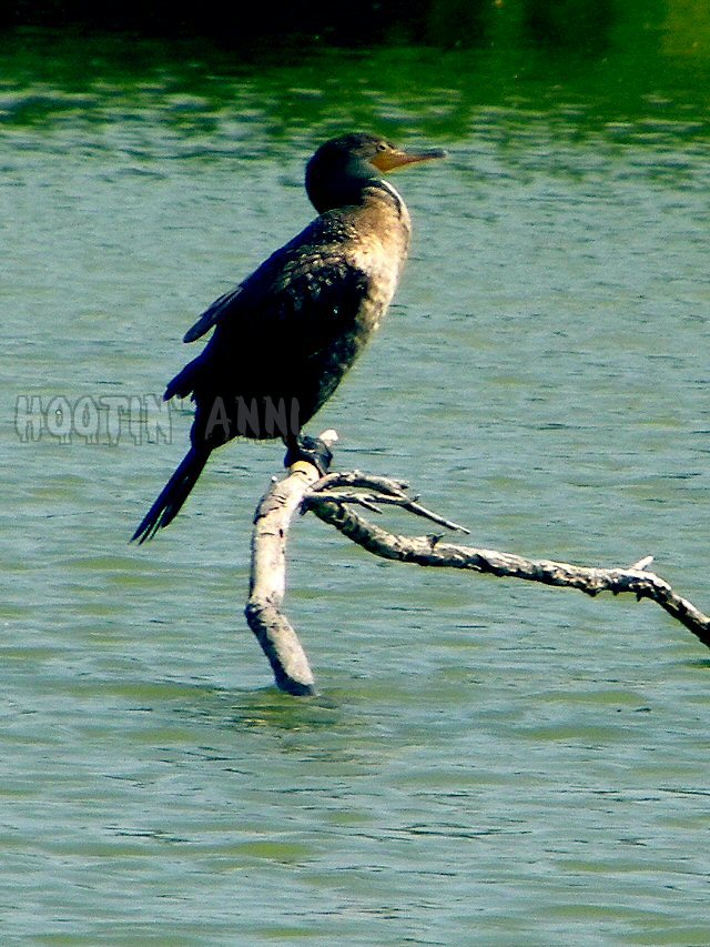 O Solo Mio - Cormorant