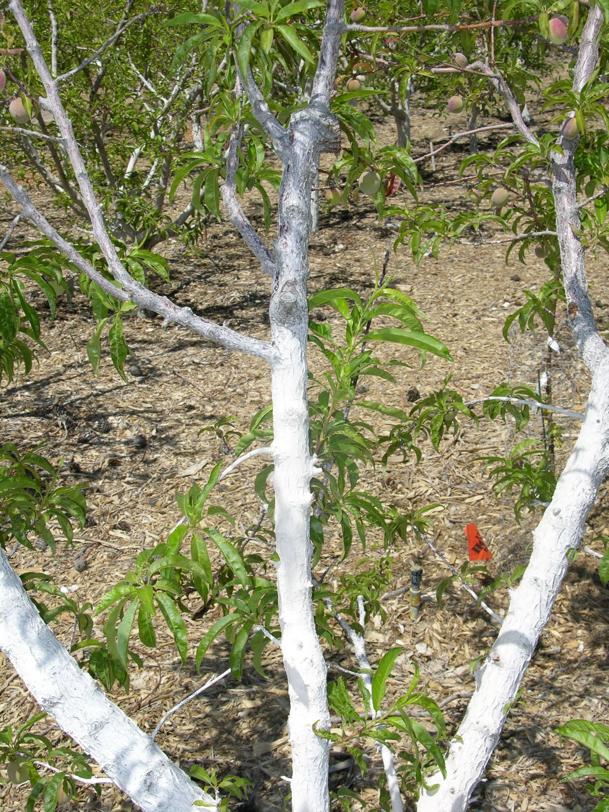 Why Paint Fruit Trees White Best Painting Of All Time