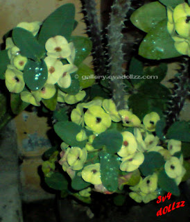 Euphorbia Milii (Crown Of Thorns). Bunga Kancing / Mahkota Berduri.