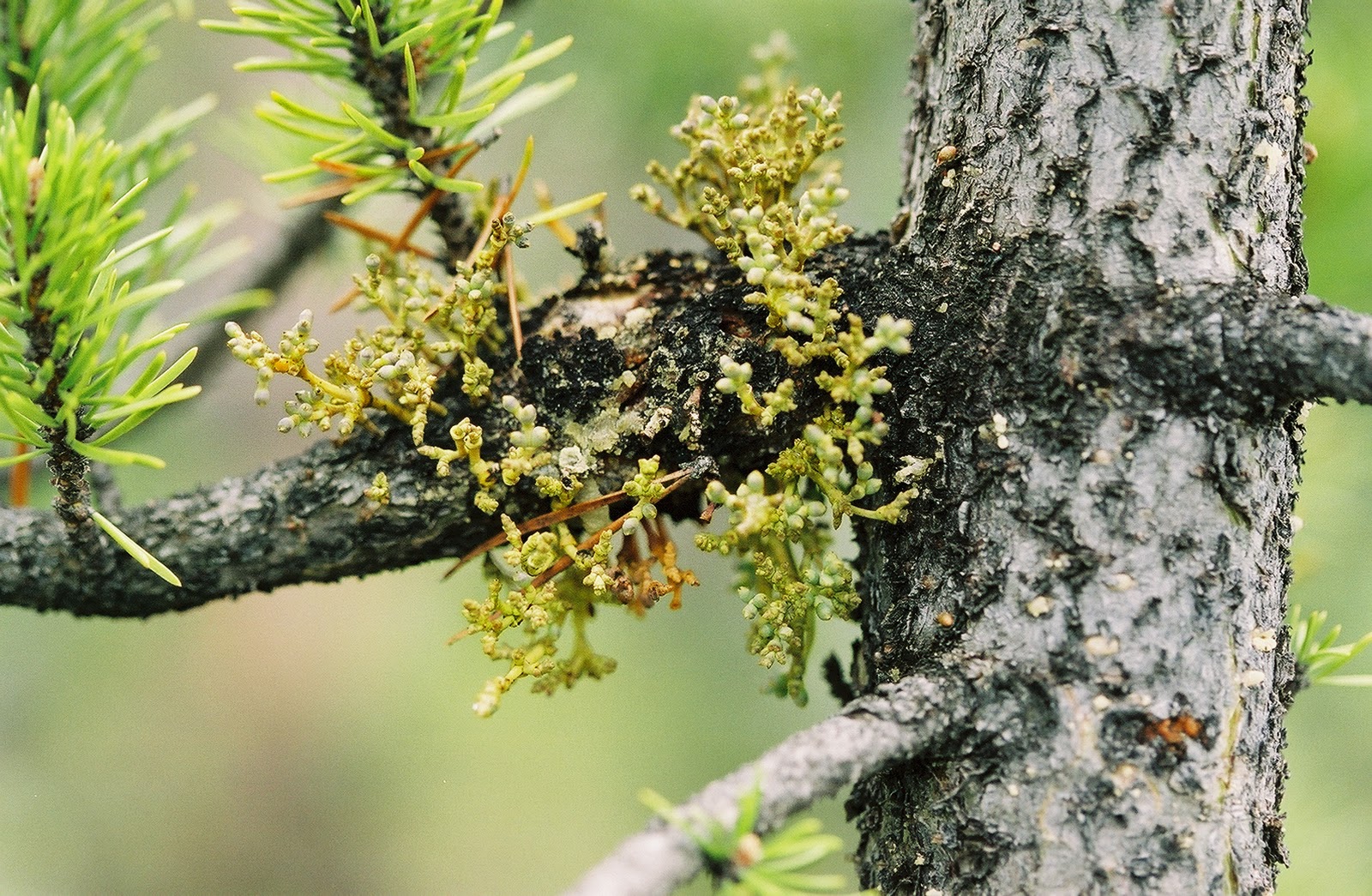 NCSU PDIC Mistletoe, Past and Present