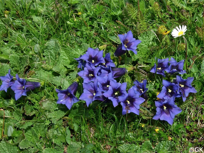 Clusius-Enzian oder auch Stängelloser Kalk-Enzian (Gentiana clusi)