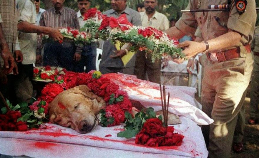 30 of the most powerful images ever - Zanjeer the dog saved thousands of lives during Mumbai serial blasts in March 1993 by detecting more than 3,329 kgs of the explosive RDX, 600 detonators, 249 hand grenades and 6406 rounds of live ammunition. He was buried with full honors in 2000