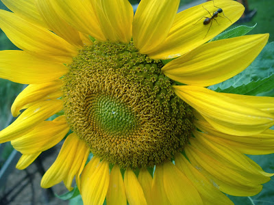 my sunflower pic