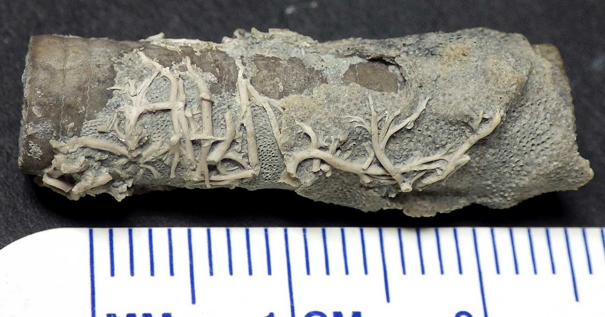 Louisville Fossils and Beyond Bryozoan Holdfasts Anchored on Crinoid