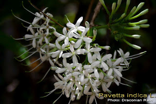VƯỜN CÂY ĐV II - Page 38 Pavetta-indica-Kankara-Kattukkaranai-Papidi-Kakachdi