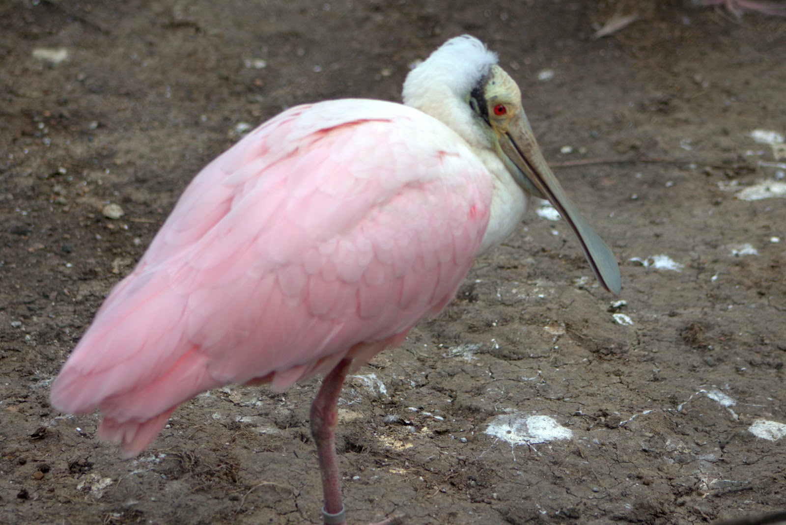 Something About Everything Napa Safari Birds