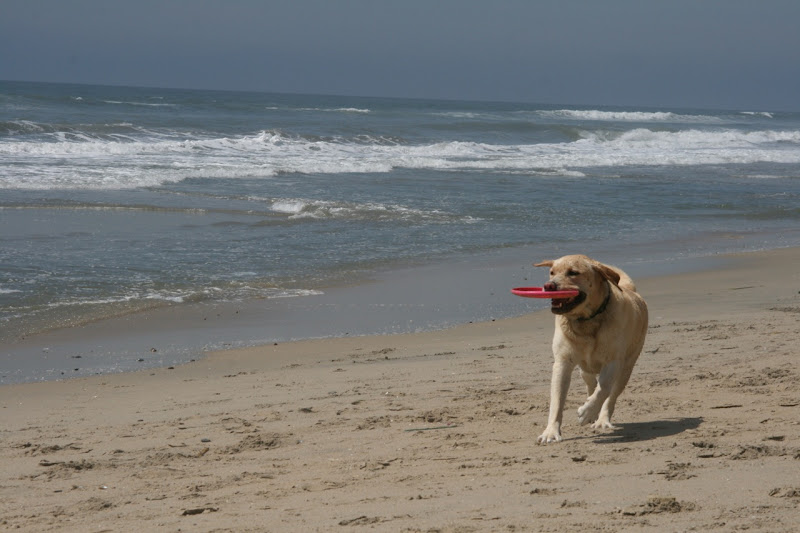 Labrador frisbee Huntington Beach