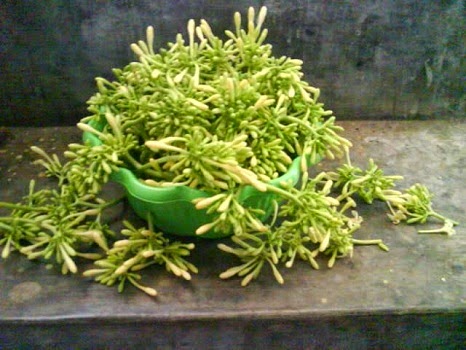 Bunga Pepaya Manfaat Bunga Pepaya