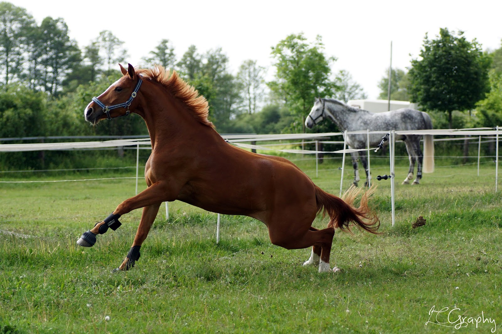 Er gilt als das schönste Pferd der Welt Seine Eleganz ist 