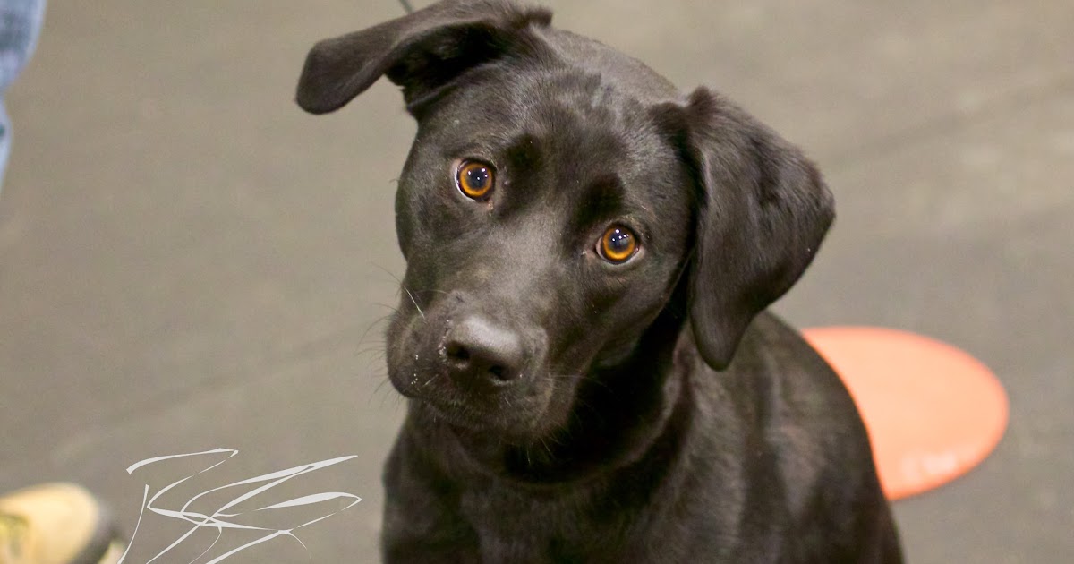 Reward Based Dog Training Wi Reward Based Dog Training Wi