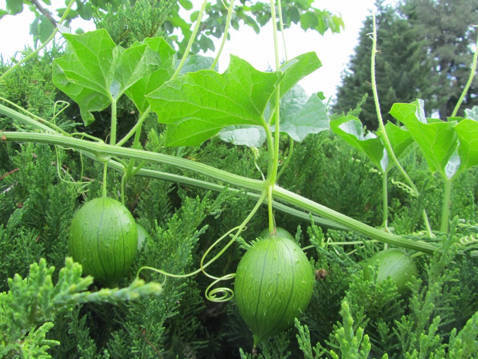 What to do with a wild cucumber? r/gardening
