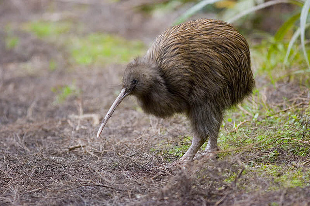 Voici un kiwi. Apteryx+australis+-+Naica+animales+salvajes+-+Kiwi