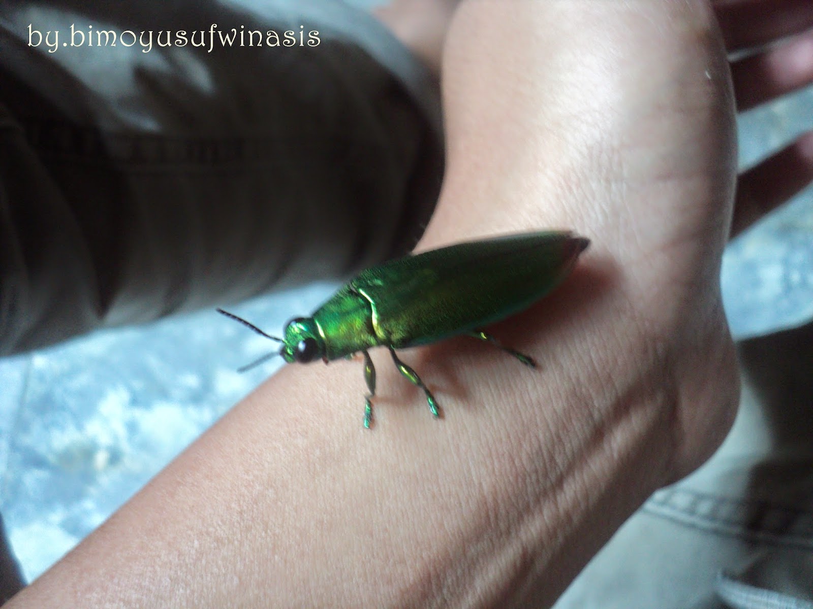 Samber Lilin Bimoyusufwinasis