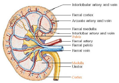 alternative medicine, kedney, renal failure, kedney failure, renal