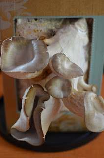 Back to the Roots- Grow Your Own Mushroom Garden