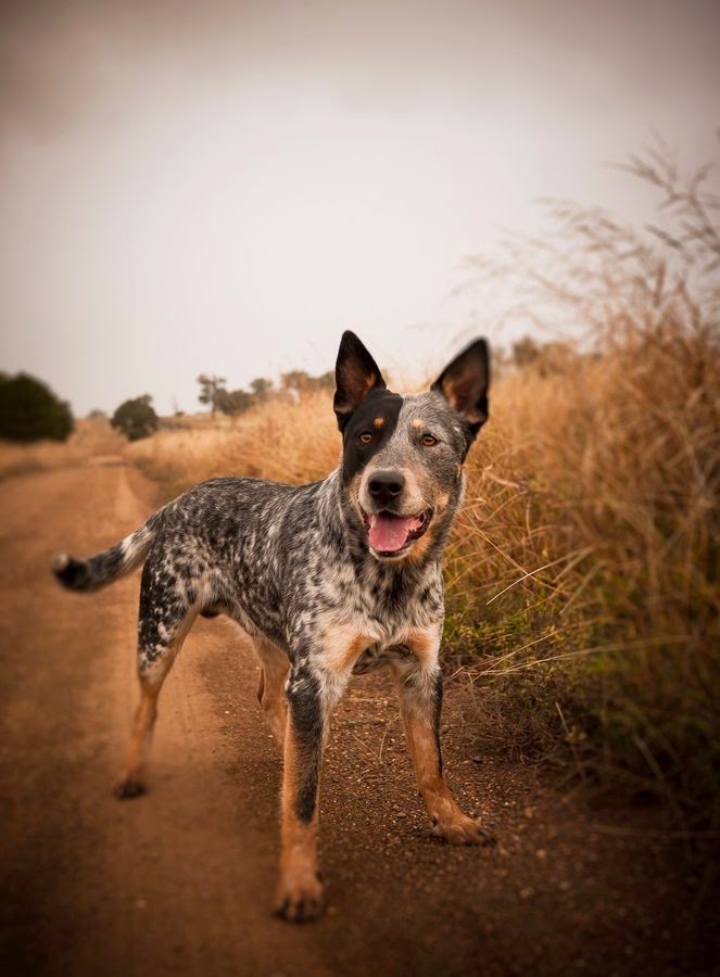 top 5 smartest dogs lovely pets may 2015 top 5 smartest dogs lovely pets may 2015