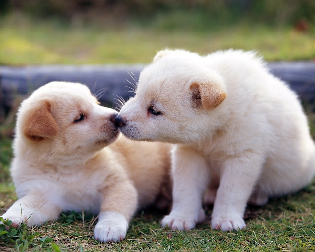 Beautiful Puppies Pictures