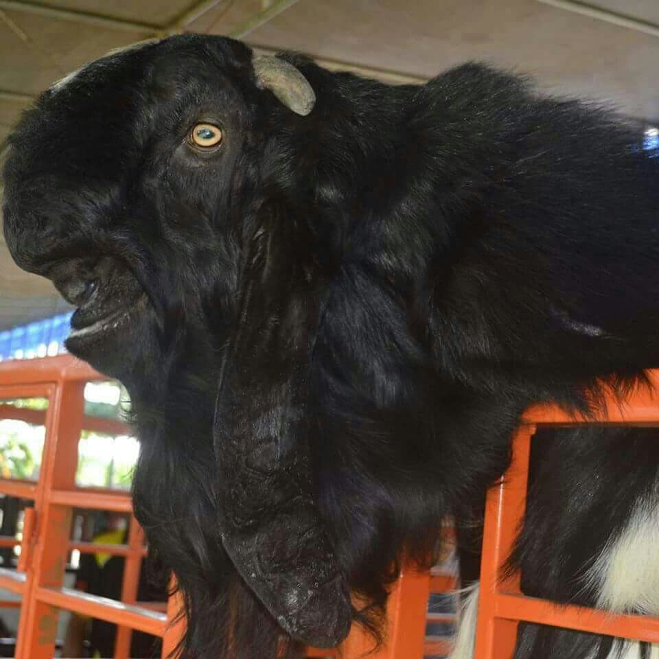 Pelatihan Ternak Kambing Domba