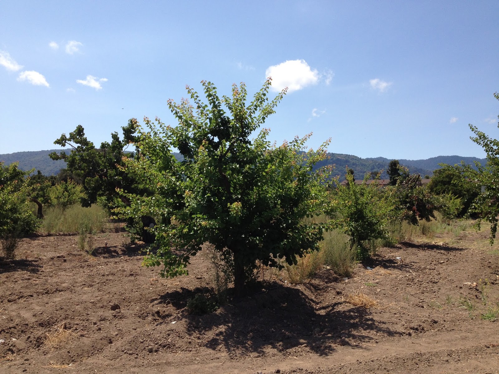 Robin Chapman News The Lost Apricot Trees of Los Altos Hills