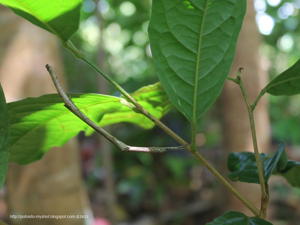 My Shot Gallery of Bengkulu Camouflage of the walking stick insect