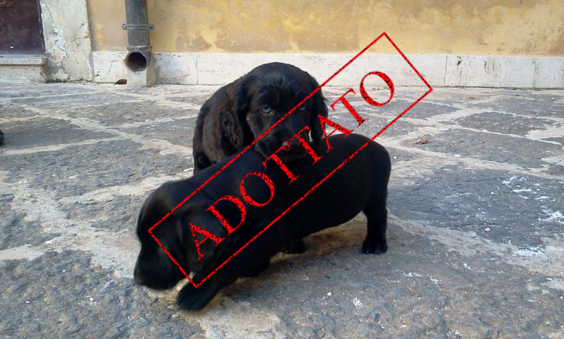 Adotta Un Cane A Siracusa Cuccioli Incrocio Cocker Spaniel In