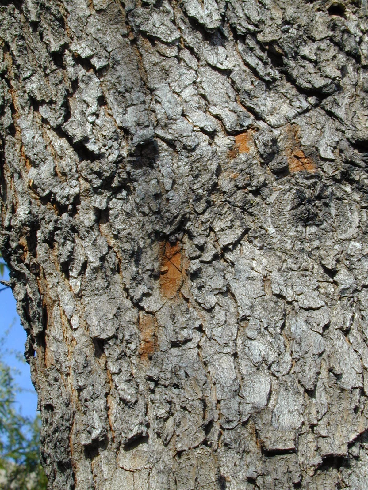 Trees of Santa Cruz County Pistachia chinensis Chinese Pistache