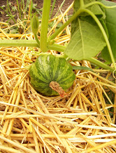 Pumpkins Can Grow In and Out of Pots.....Who Knew?