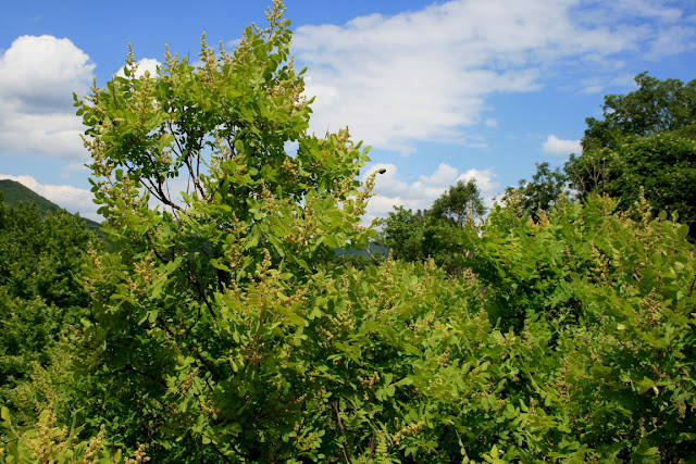 Rhus coriaria