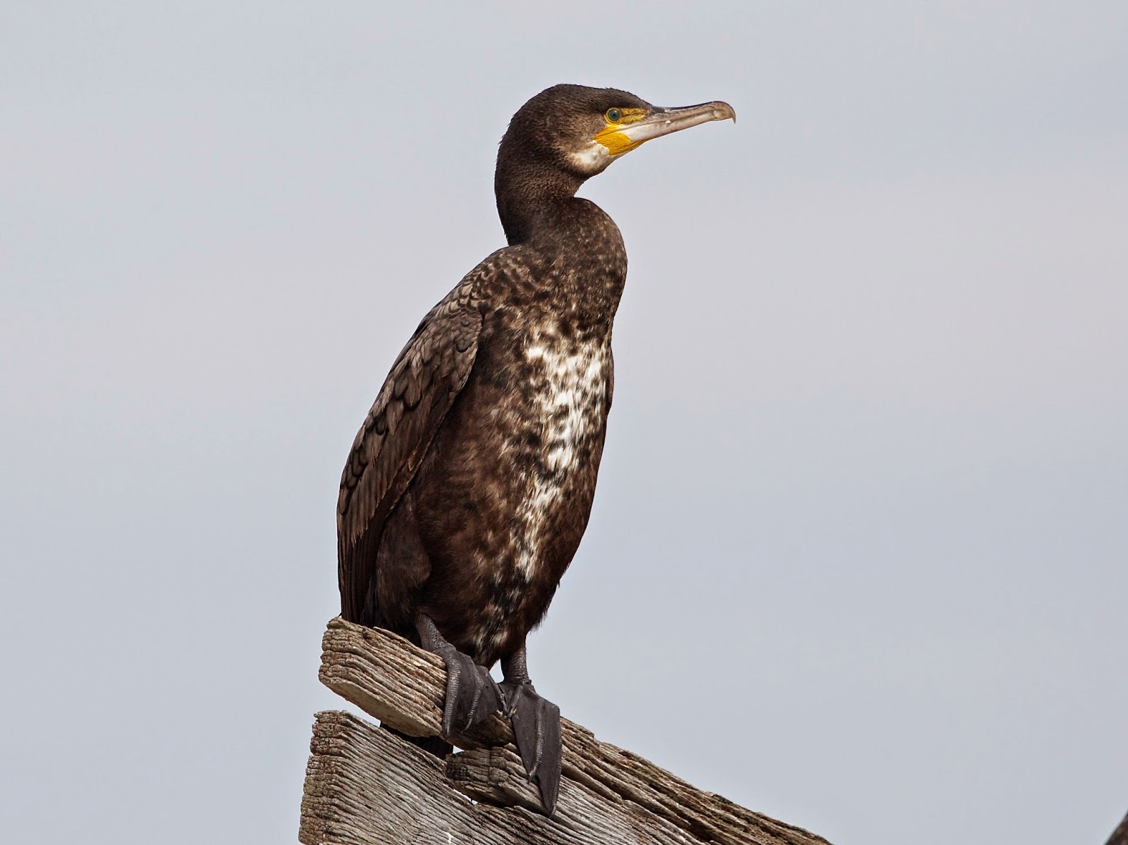 Avithera Great Cormorant