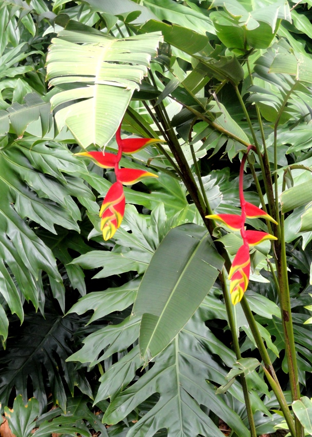 Aloha Nui Loa Waimea (Crab leg plant)