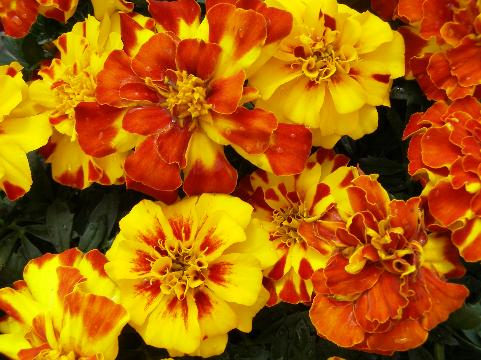 Marigold Flowers Wallpapers Flowers Marigold Flowers Wallpapers Flowers