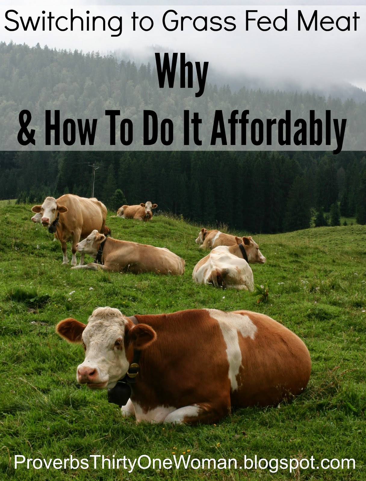 Switching to Grass Fed Beef Why & How to Do it Affordably Proverbs