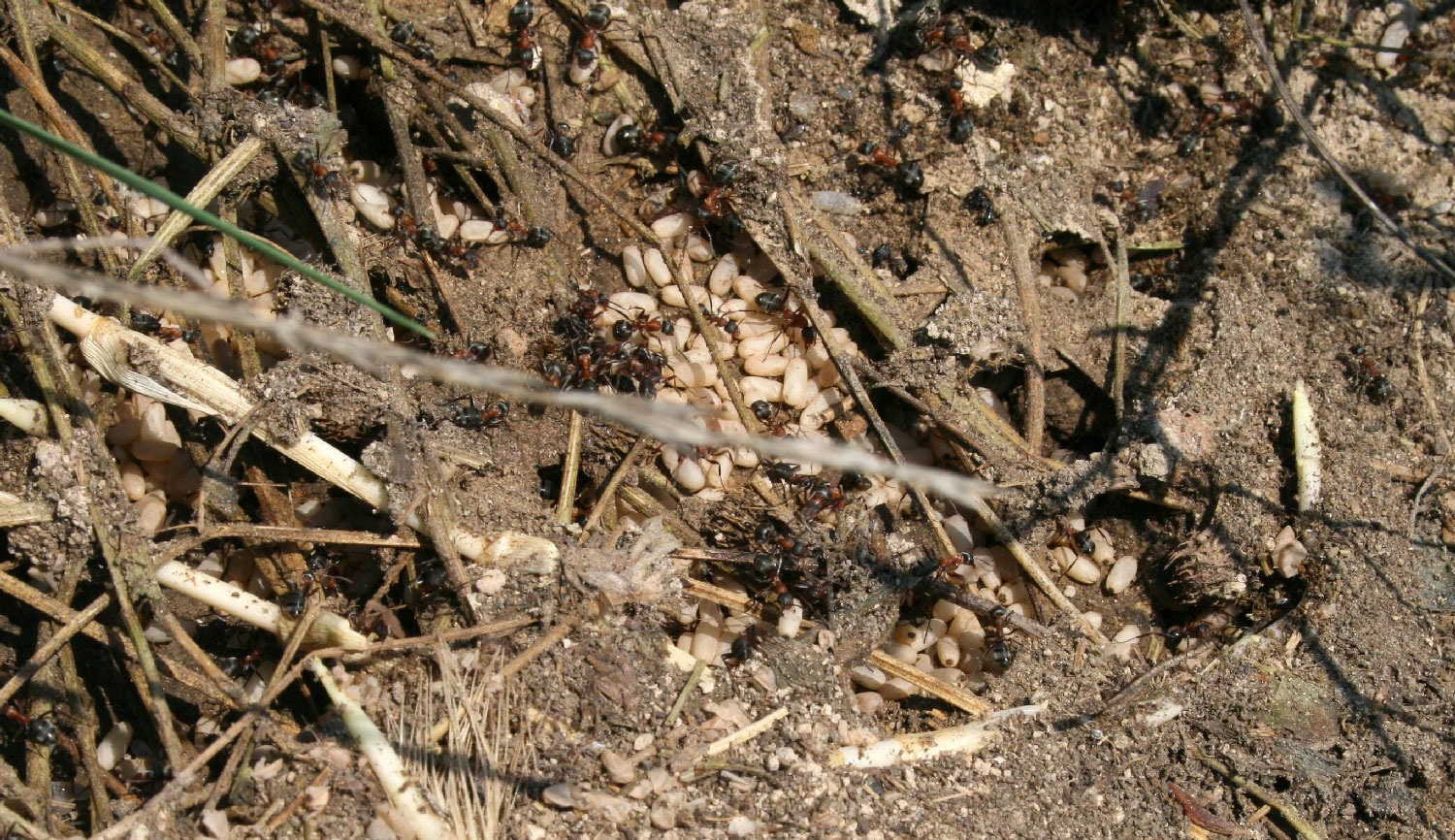 Ant nest with eggs being rescued Ant nest with eggs being rescued